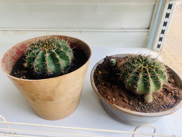 Cactus