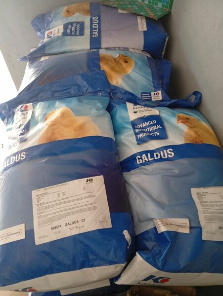 Galdus1