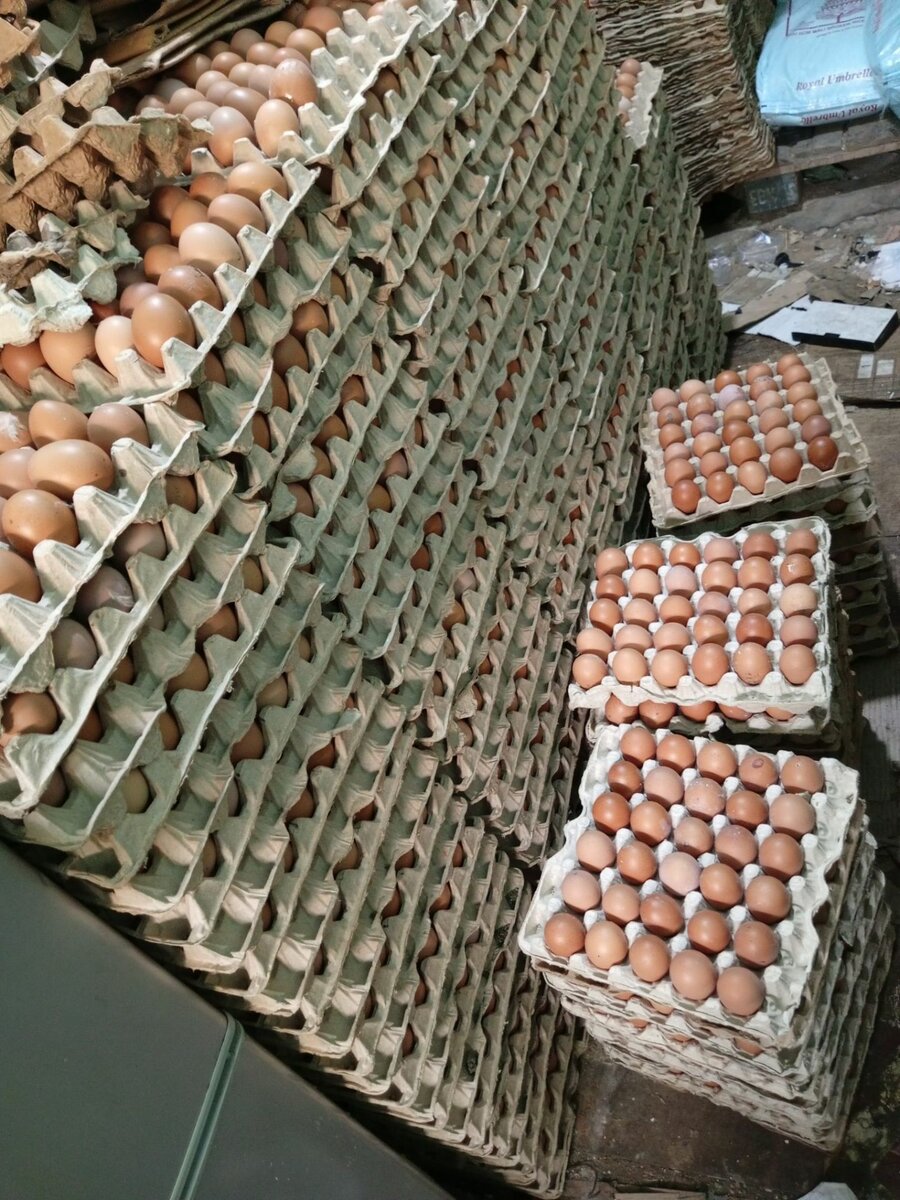 Œuf frais