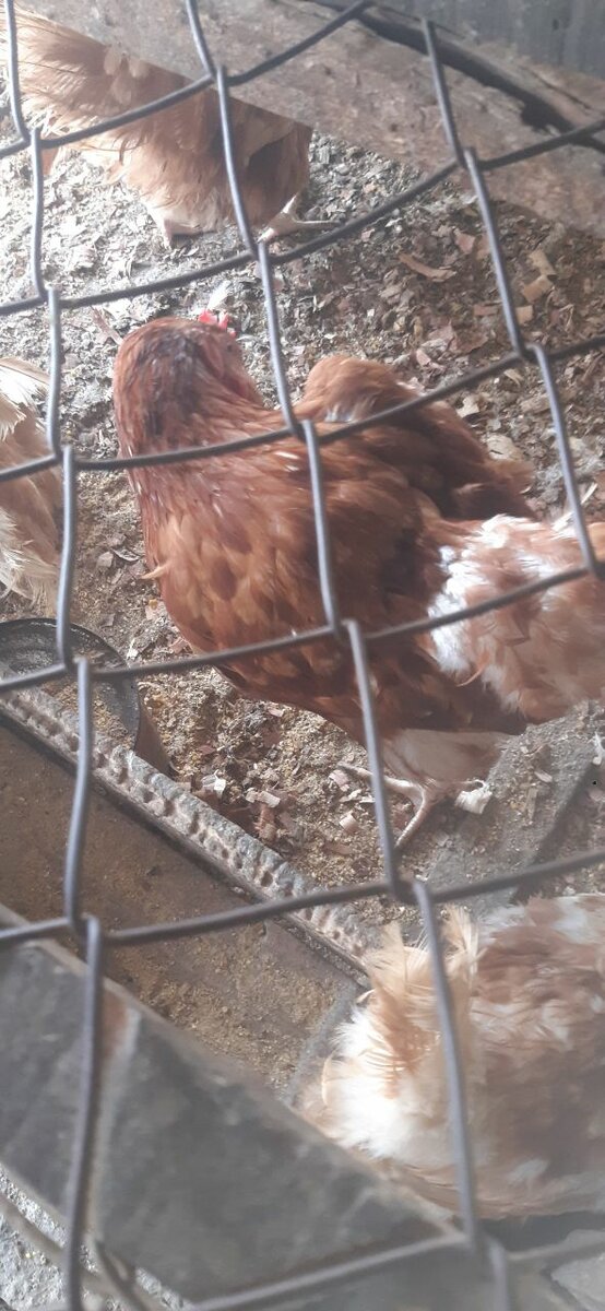 POULET PONDEUSES