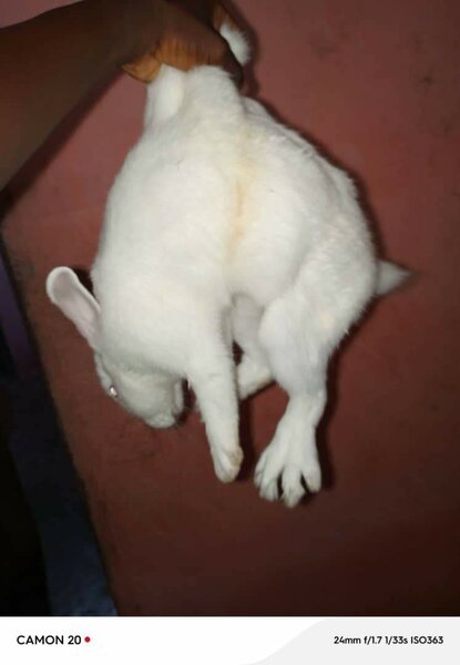 Lapins