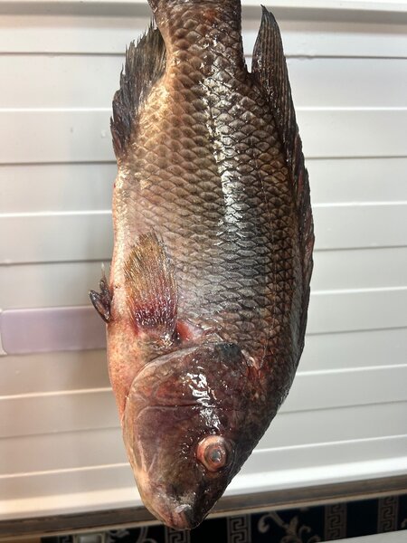 Fresh Tilapia