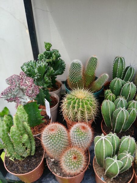 CACTUS