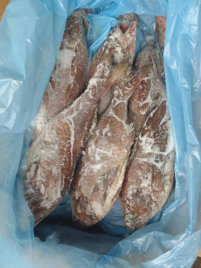 10kg Mérou