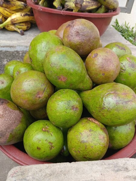 Avocat