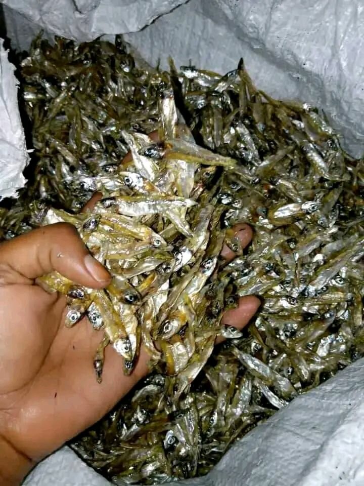Siavonga Kapenta