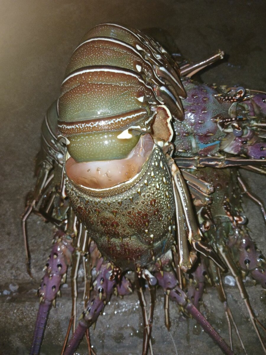 Langoustes