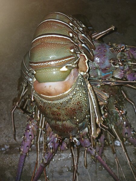 Langoustes
