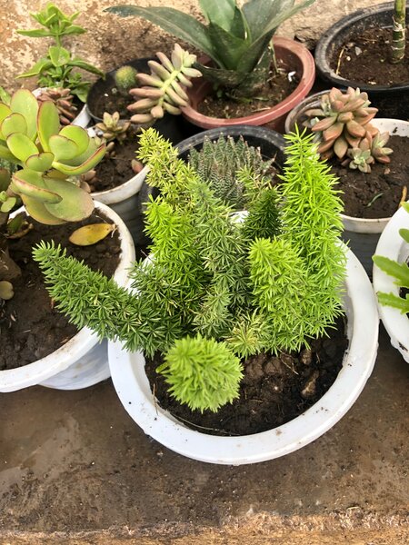 Plants