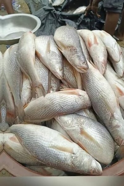 Poisson frais