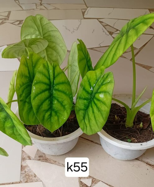 Plants