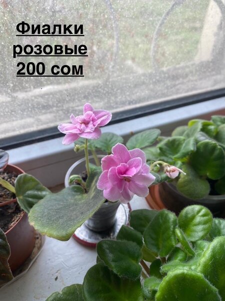 Цветы г. Ош