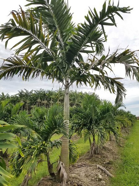 Veitchia Palm