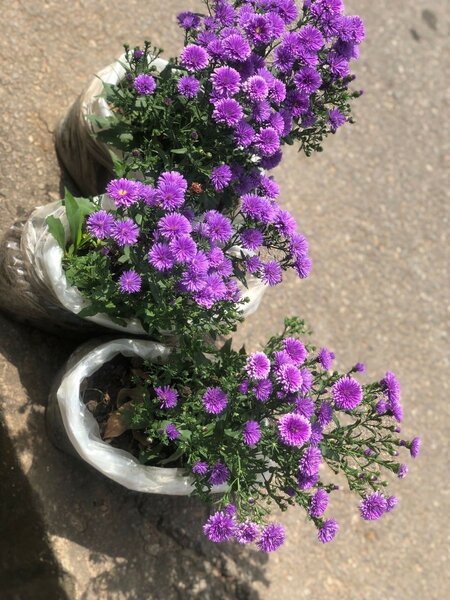 Aster