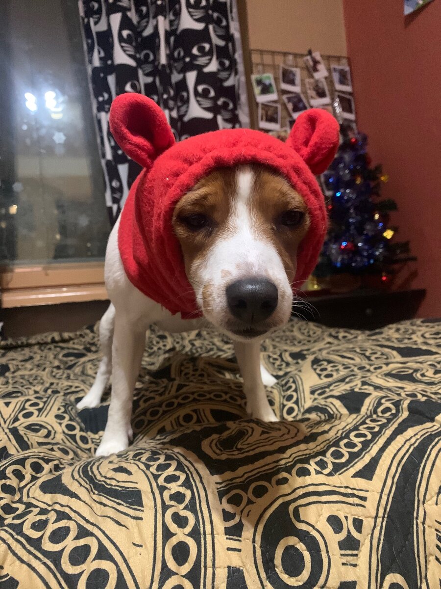 chapeau de chien