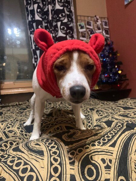 chapeau de chien
