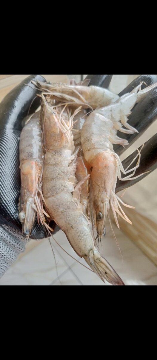 Crevettes