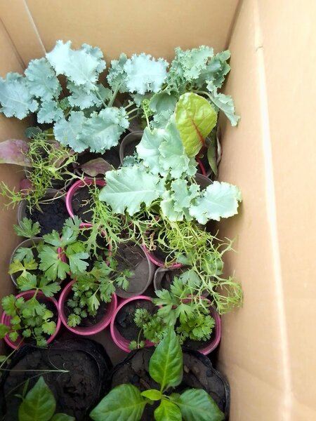 Curly Kale