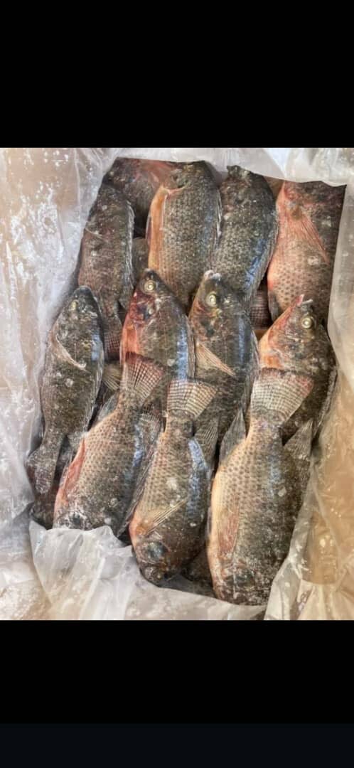 Poissons Tilapia Frais