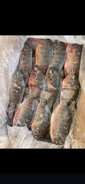 Poissons Tilapia Frais