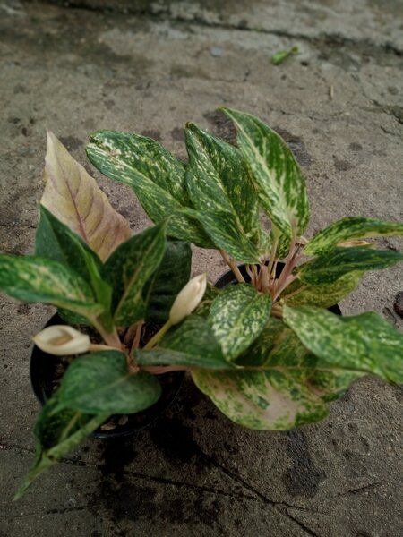Plants and garden