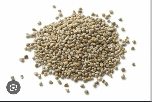 Graines de Mil Bio 500g