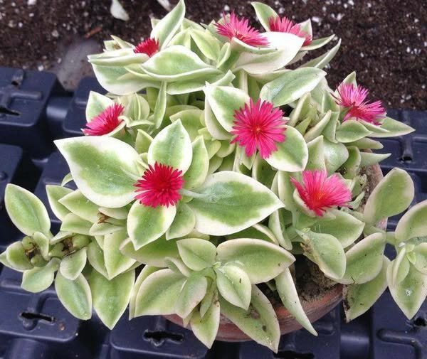 plantes vertes d'intérieur