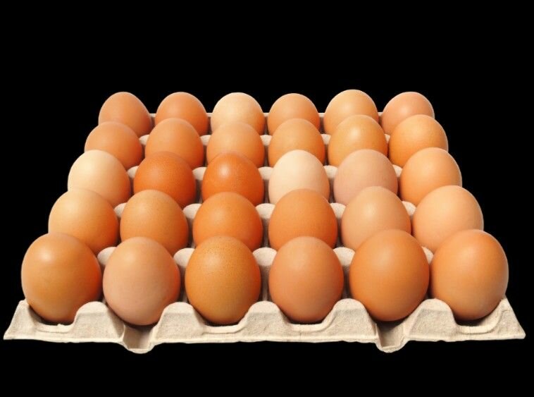 Plaquettes d'oeufs