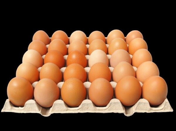 Plaquettes d'oeufs