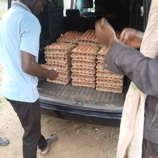 Chicken Eggs