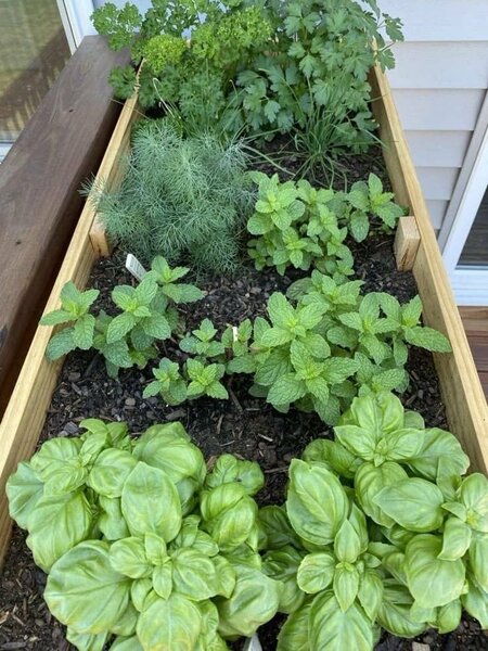 Fresh Herbs