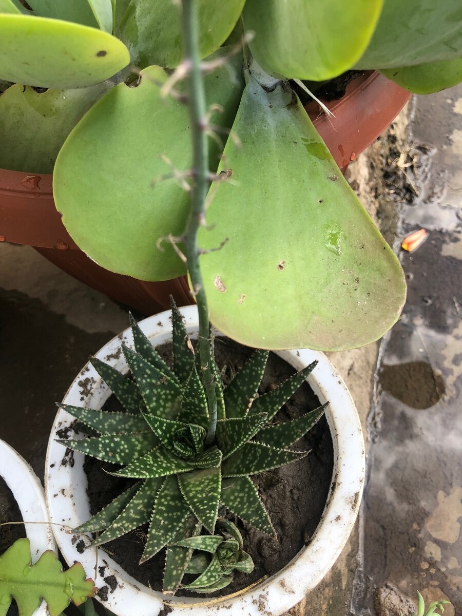 Plants