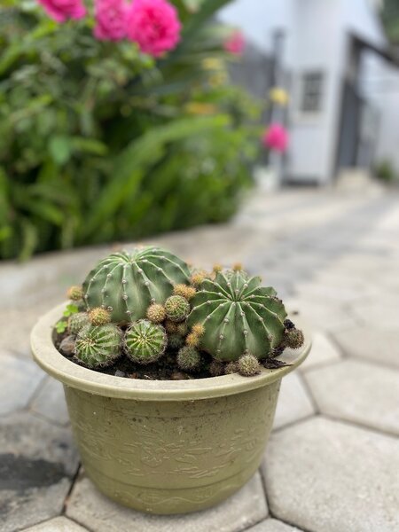 Garden plant