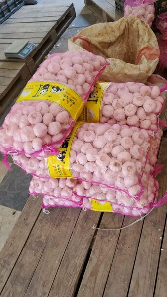 Garlic