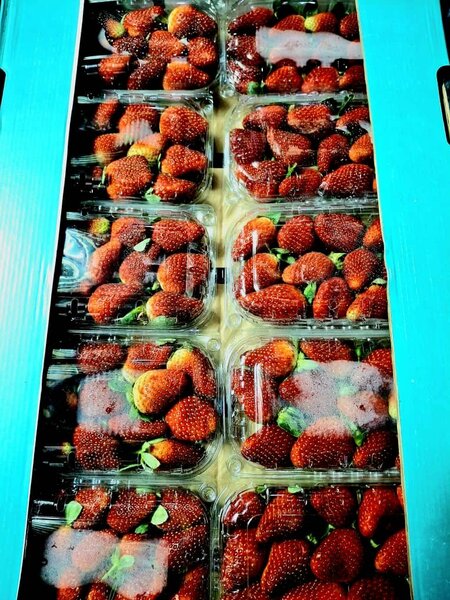 Fraise importé