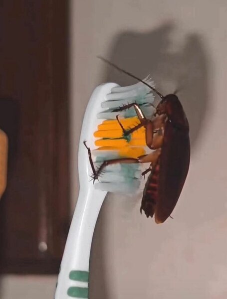 PROTEGE BROSSE A DENT