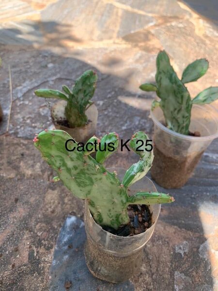 Agave