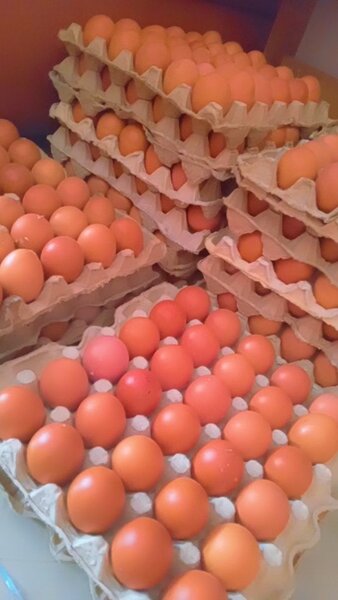 DES OEUFS