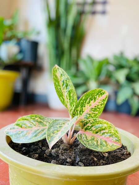 Plant
