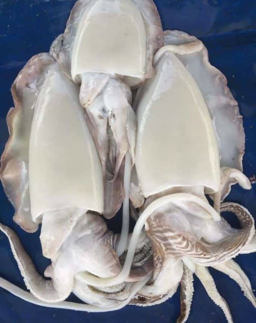 Kalama