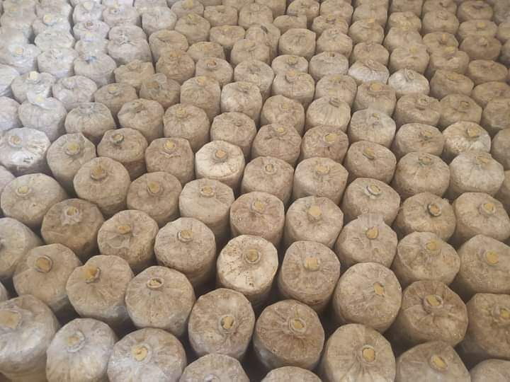 Mushrooms