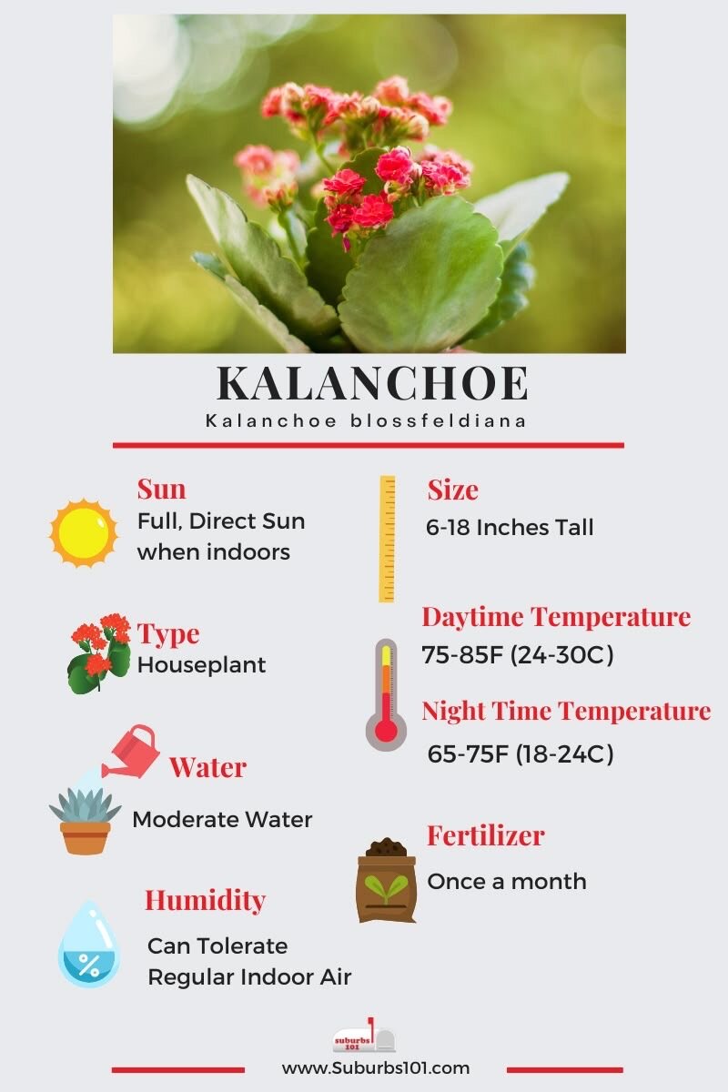 Dessert Cabbage (Kalanchoe thyrsiflora)