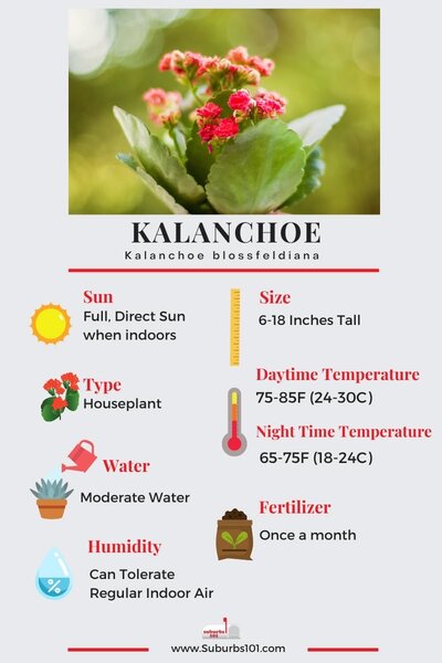 Dessert Cabbage (Kalanchoe thyrsiflora)