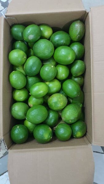 CITRON MEYER