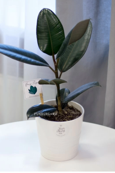 Plantes