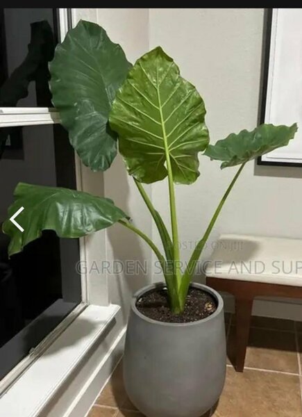 Elephant ears