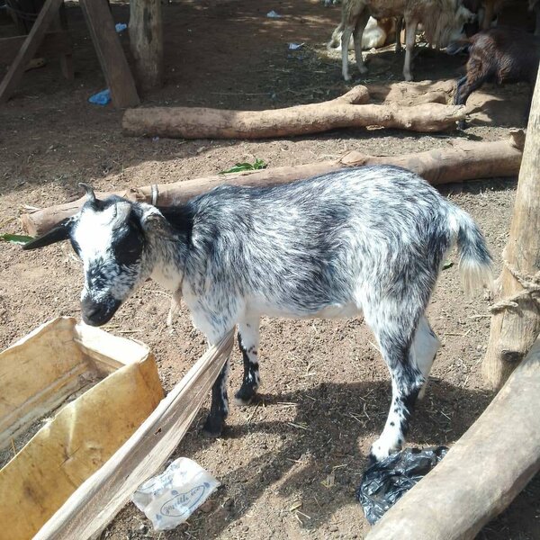 Goats