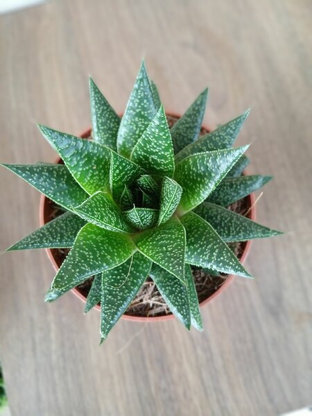 Haworhtia