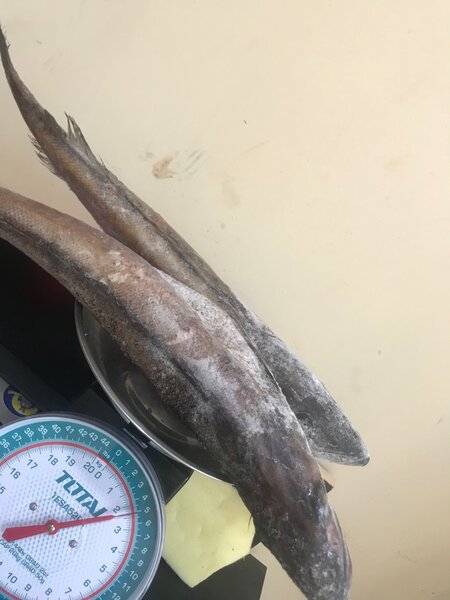 Hake fish aka armah