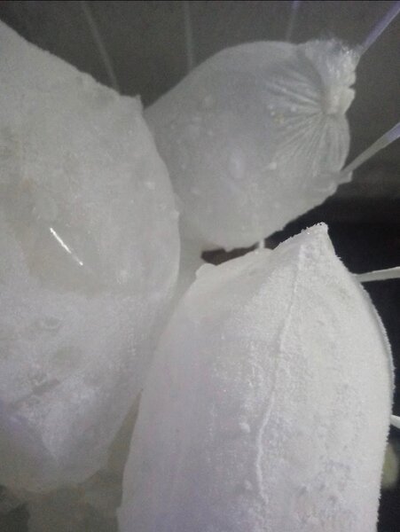 Horlas ice  block